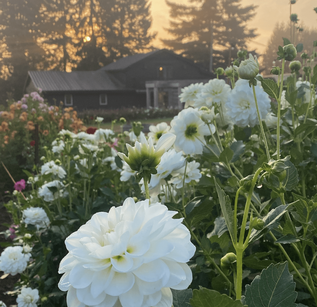 Jocelyn Flack Railway Flower Farm Mt Lehman Matsqui Abbotsford British Columbia Canada