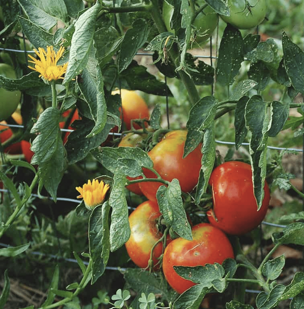 learn about companion plants for growing organic tomatoes outdoors in cool climates such as canada