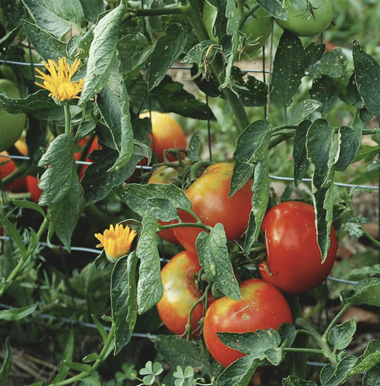 learn about companion plants for growing organic tomatoes outdoors in cool climates such as canada