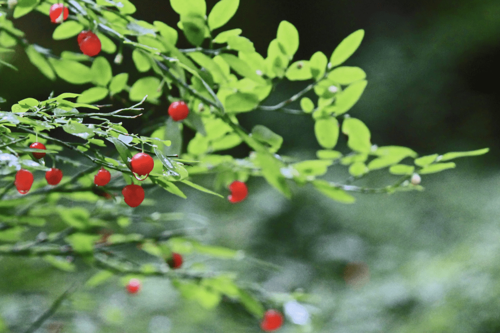 Red Huckleberries in the Fraser Valley of British Columbia Canada