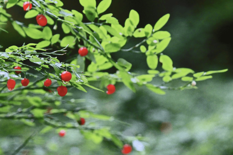 Red Huckleberries in the Fraser Valley of British Columbia Canada