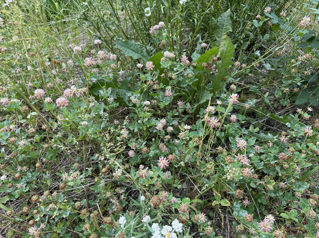 wild red clover flowers from the fraser valley of british columbia canada