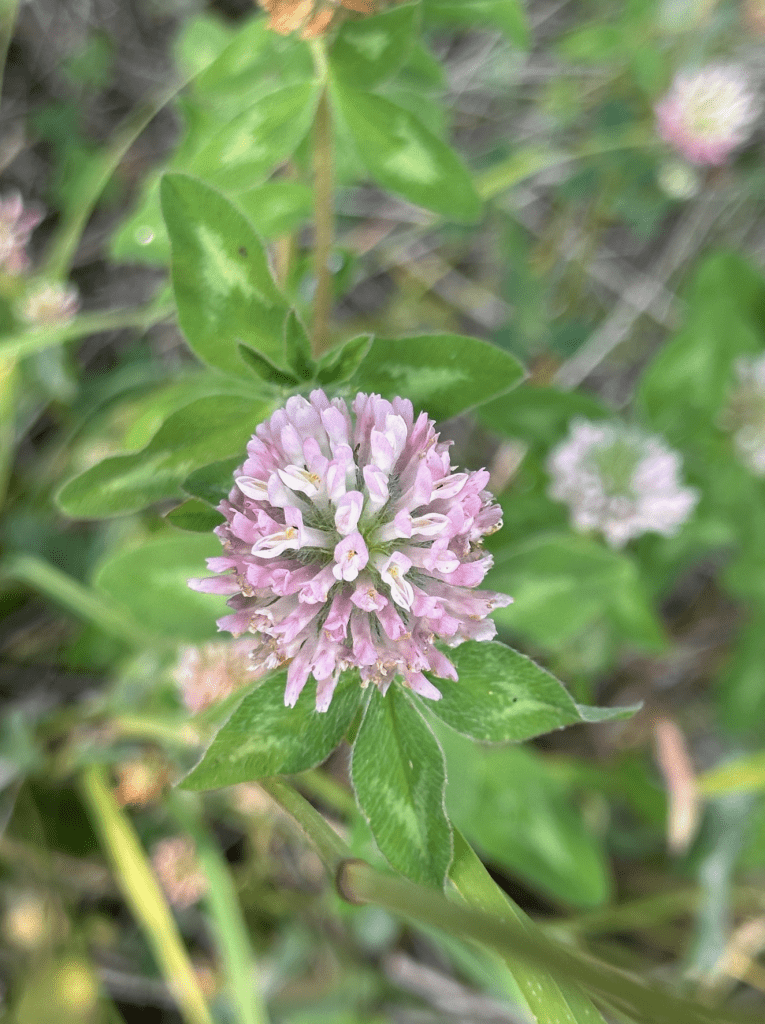 wild red clover flowers from the fraser valley of british columbia canada 21984