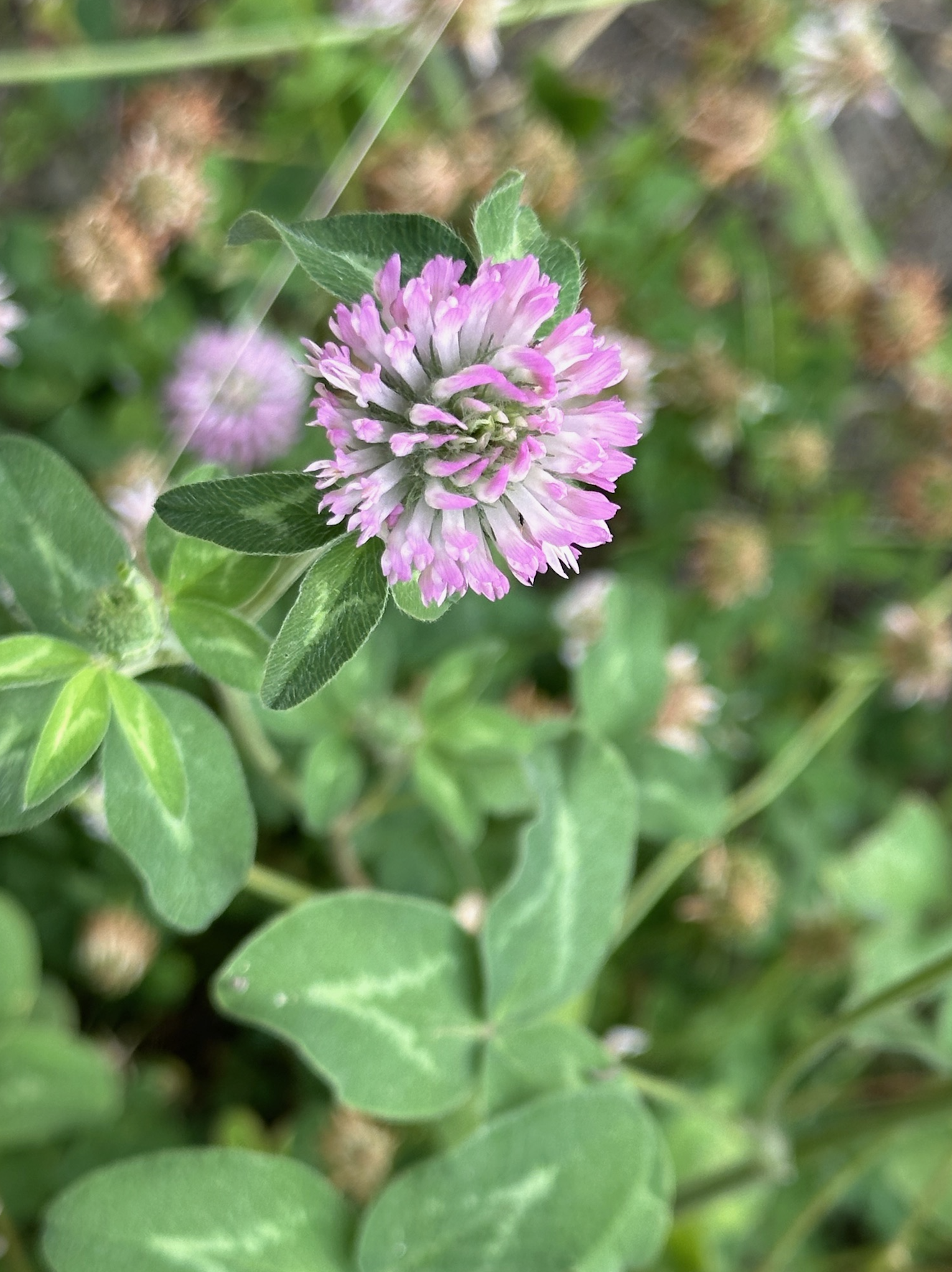 wild red clover flowers from the fraser valley of british columbia canada 39408