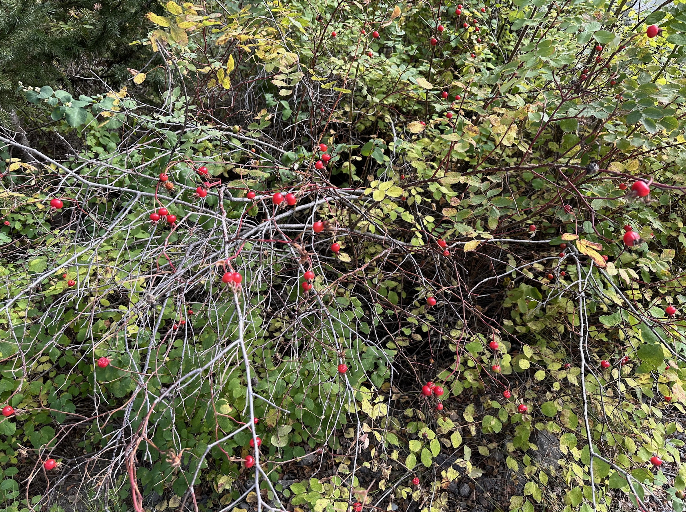 wild rosehips hand picked foraged in the fraser valley of british columbia canada 2