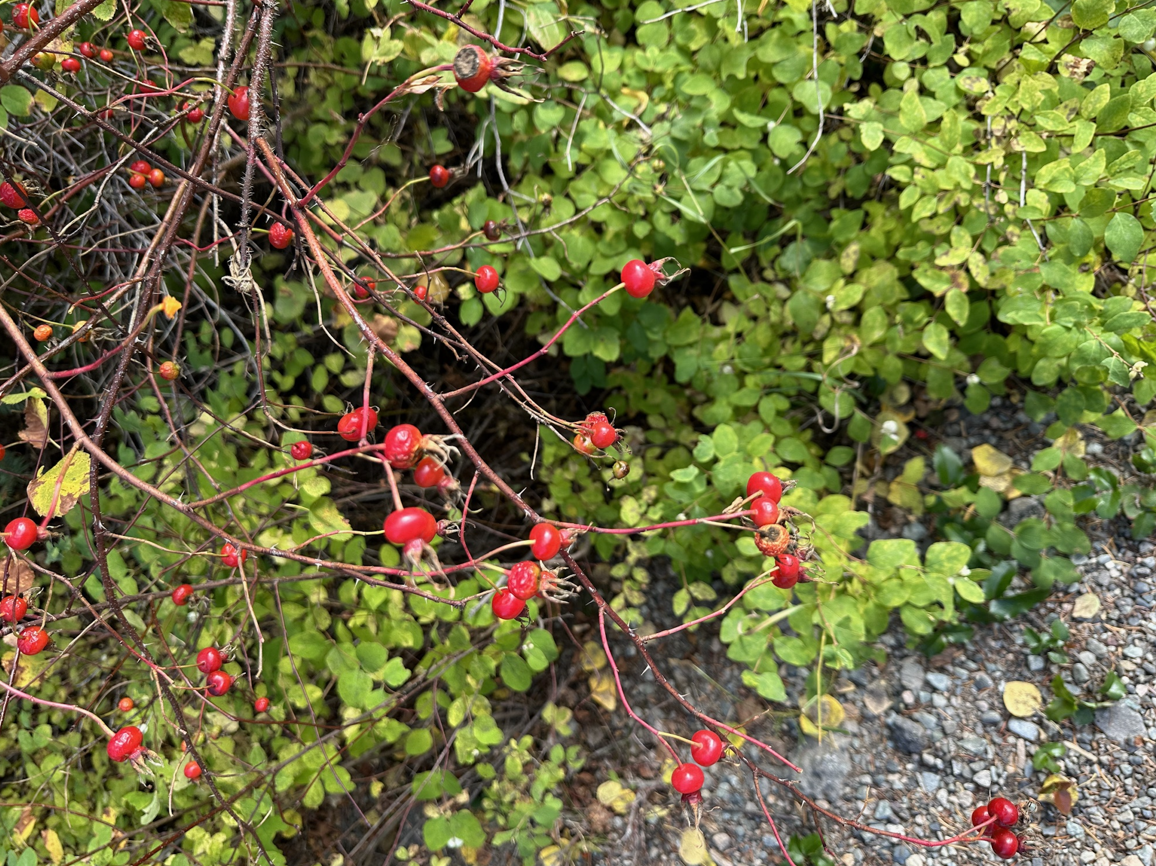 wild rosehips hand picked foraged in the fraser valley of british columbia canada 3