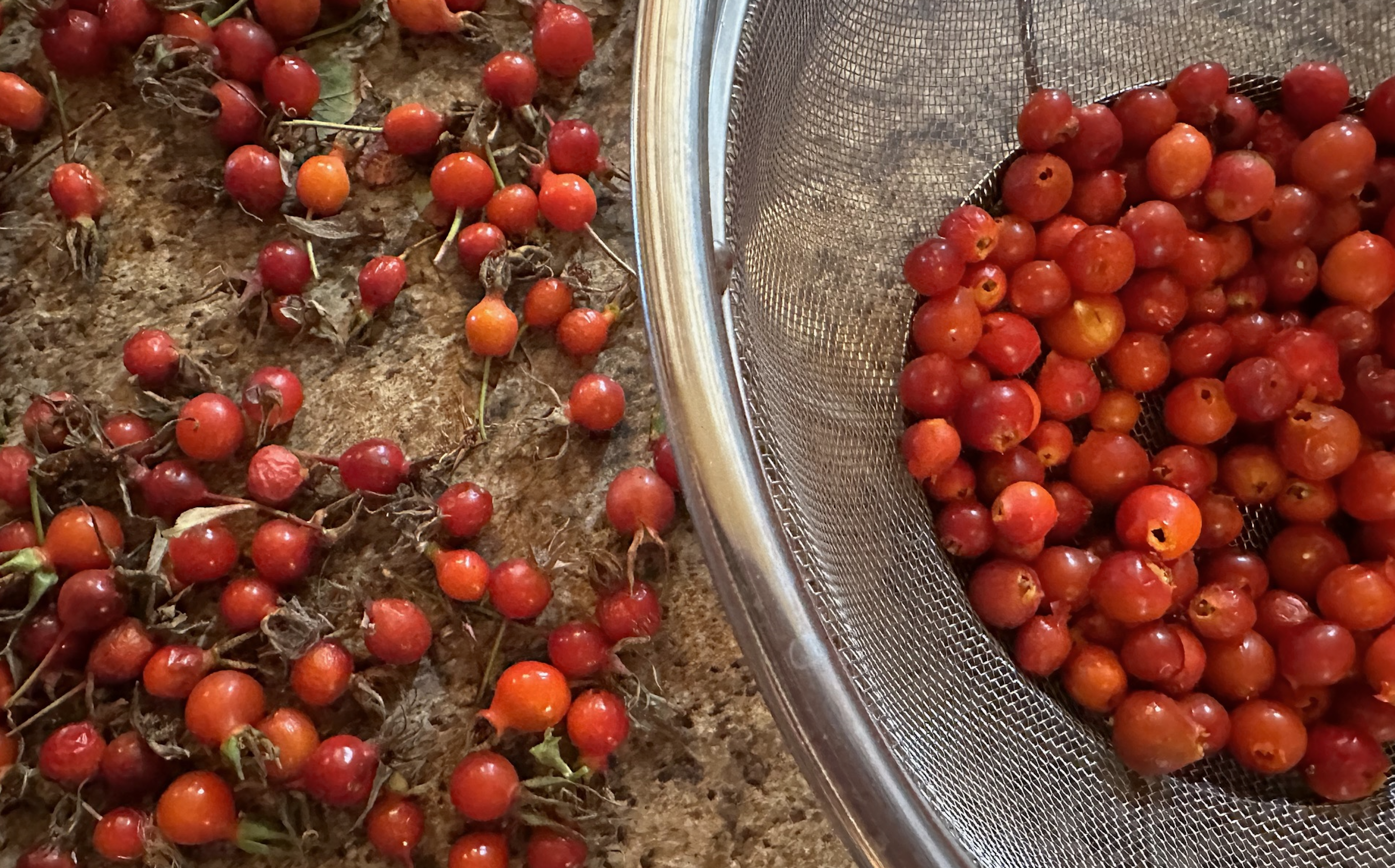 wild rosehips hand picked foraged in the fraser valley of british columbia canada 4