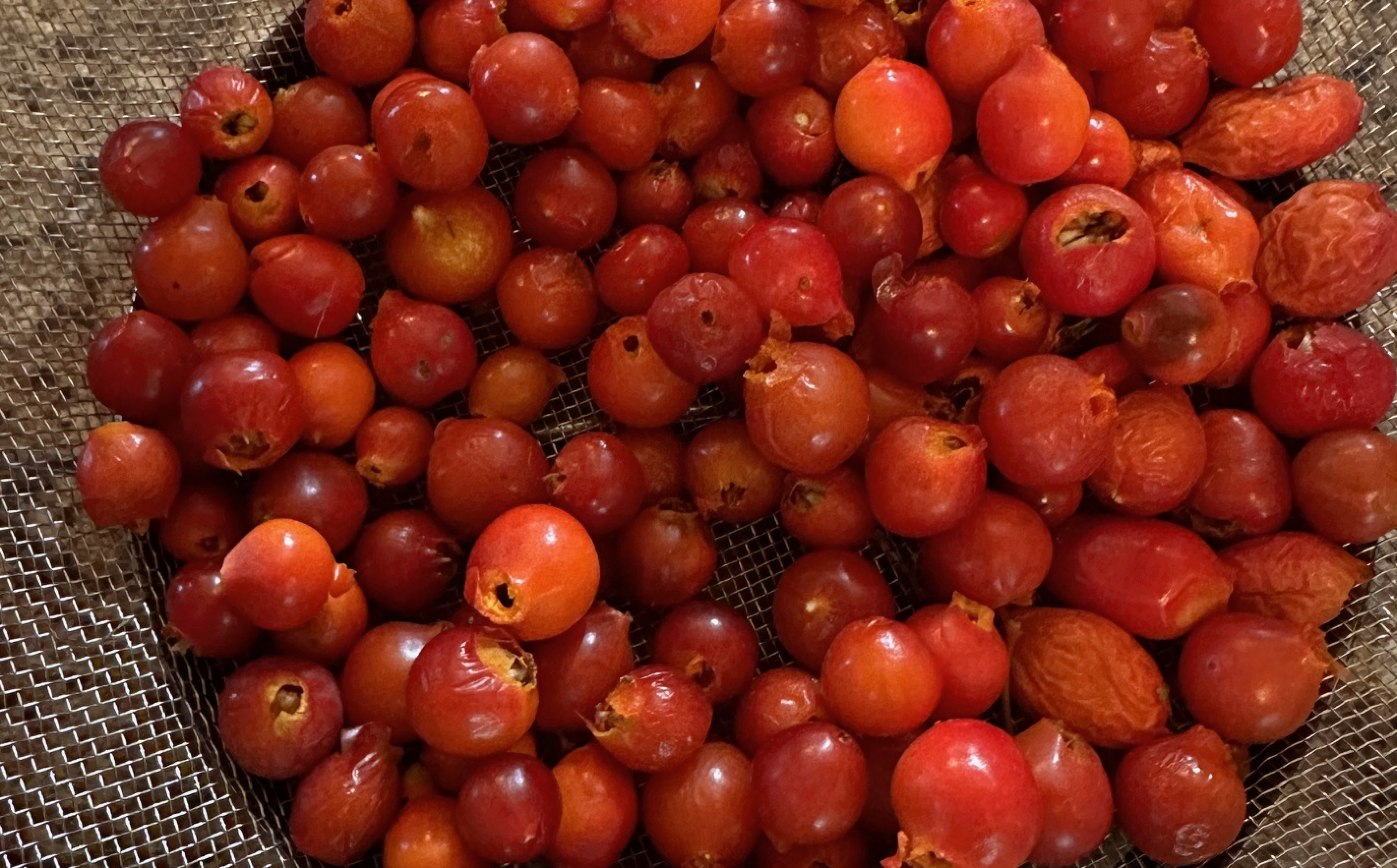 wild rosehips hand picked foraged in the fraser valley of british columbia canada 5