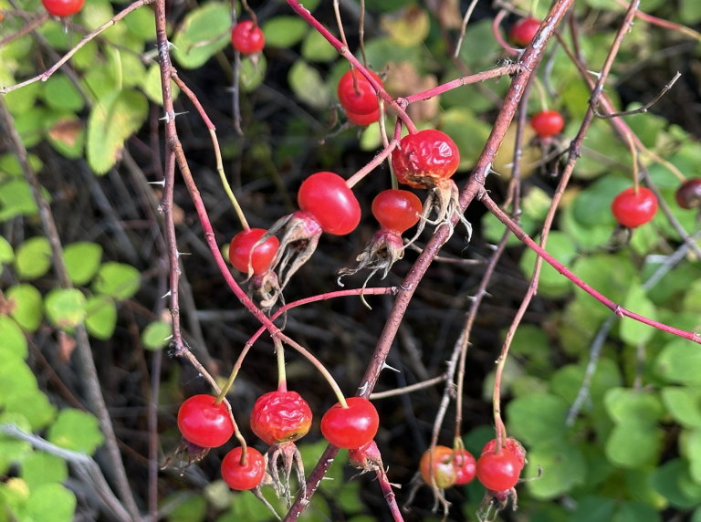 wild rosehips hand picked foraged in the fraser valley of british columbia canada