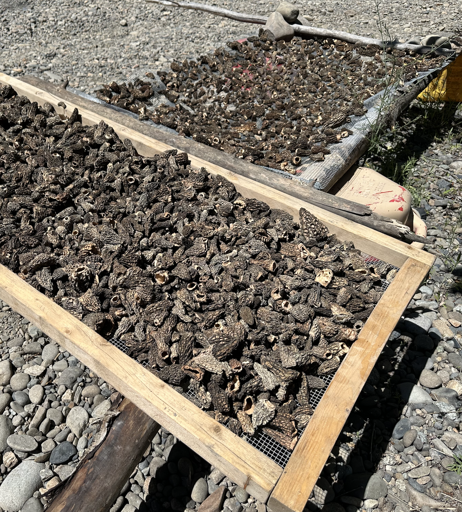 wild morel mushroom foraging in british columbia canada and the best places for picking near metro vancouver the lower mainland and fraser valley 2