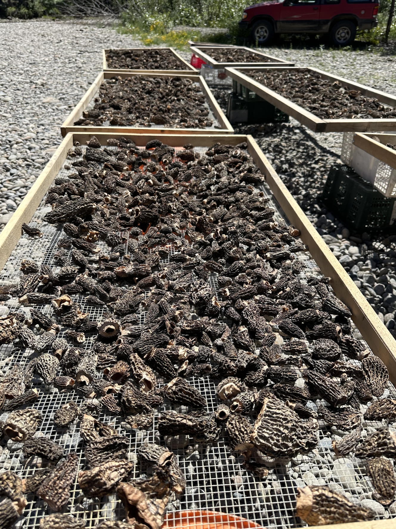 wild morel mushroom foraging in british columbia canada and the best places for picking near metro vancouver the lower mainland and fraser valley 3