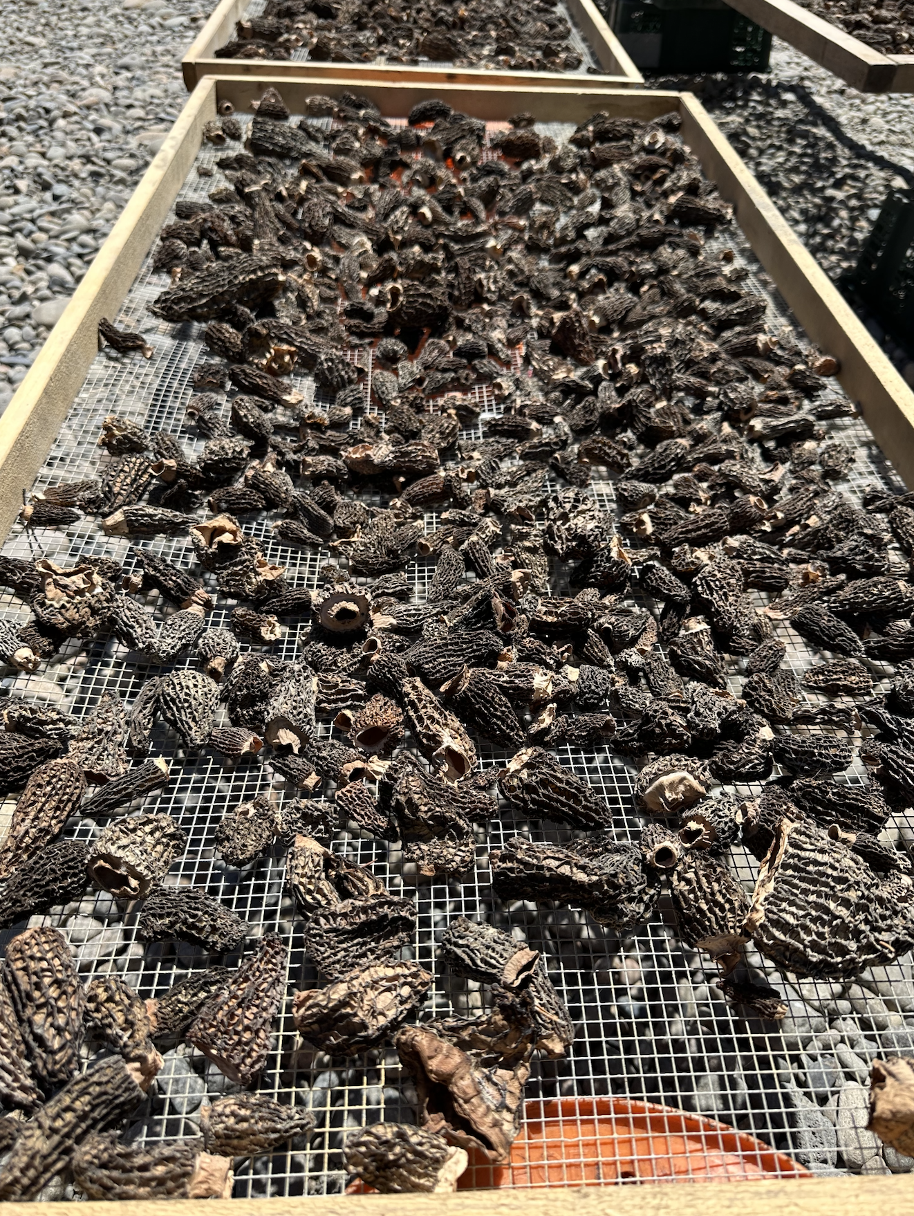 wild morel mushroom foraging in british columbia canada and the best places for picking near metro vancouver the lower mainland and fraser valley 4