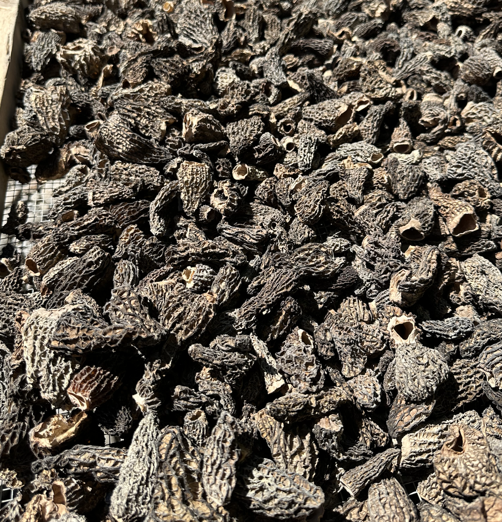 wild morel mushroom foraging in british columbia canada and the best places for picking near metro vancouver the lower mainland and fraser valley 5